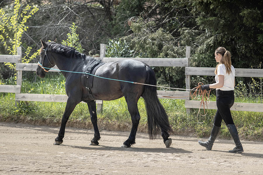longues r&ecirc;nes biothane et corde vue de cot&eacute;